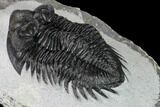Coltraneia Trilobite Fossil - Huge Faceted Eyes #165845-4